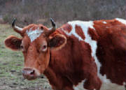 Cleveland_ONeilCow.jpg