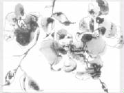 bwflower3.jpg